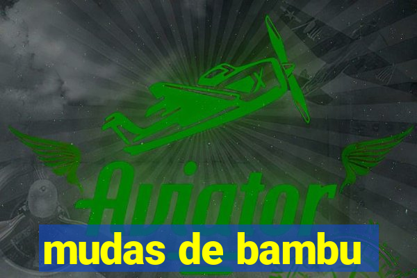 mudas de bambu